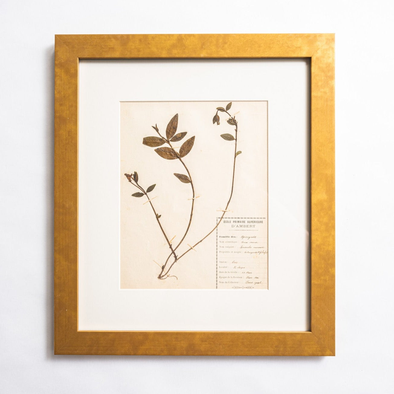 Framed art decor of antique pressed botanicals from France