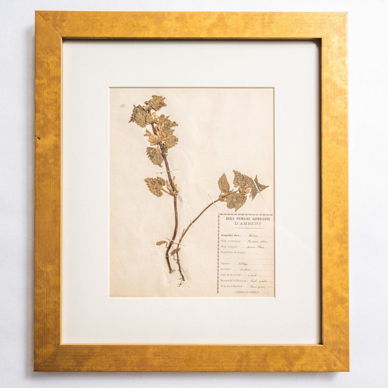 Framed art decor of antique pressed botanicals from France