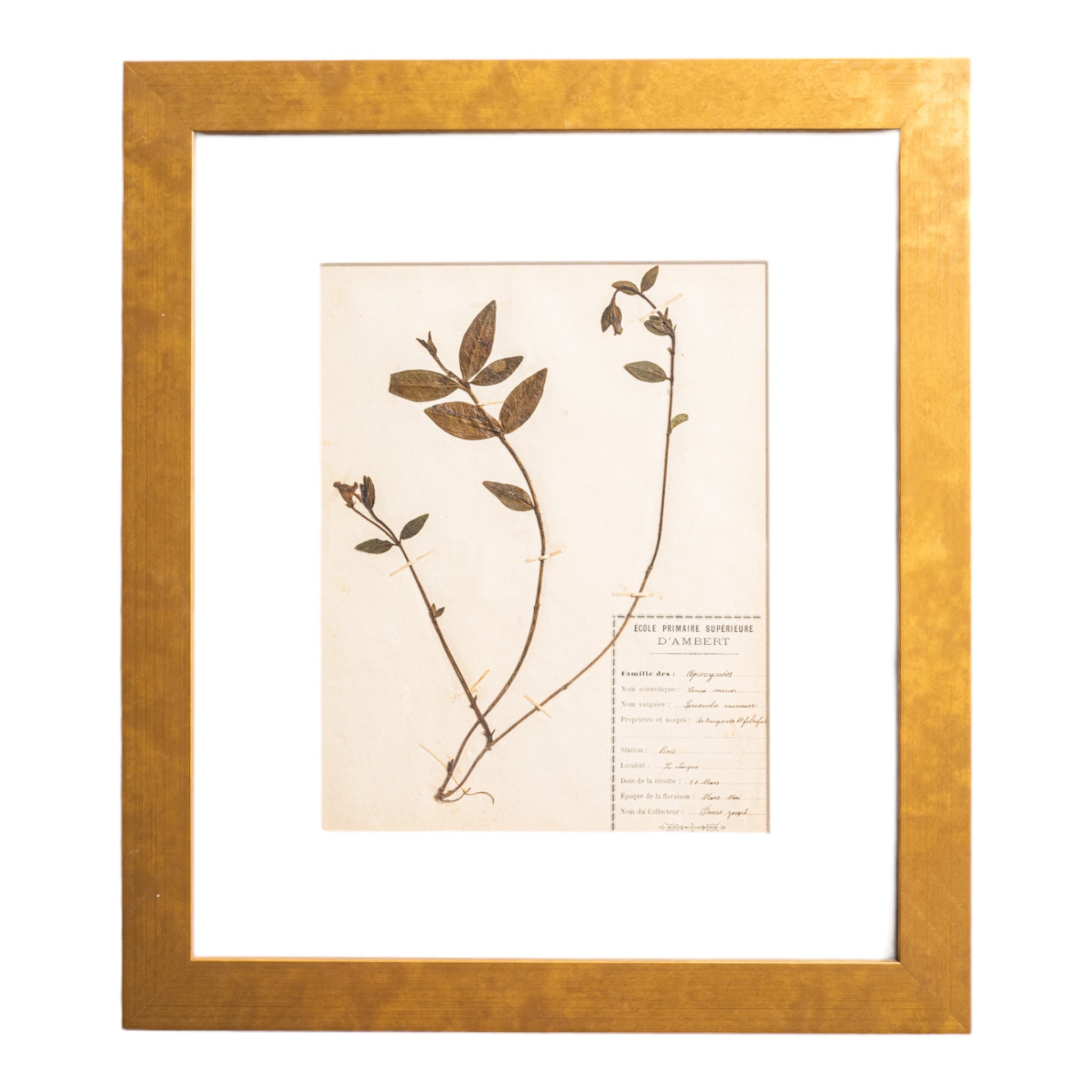 Framed art decor of vintage French pressed botanicals with species Latin name as well as the common name listed.