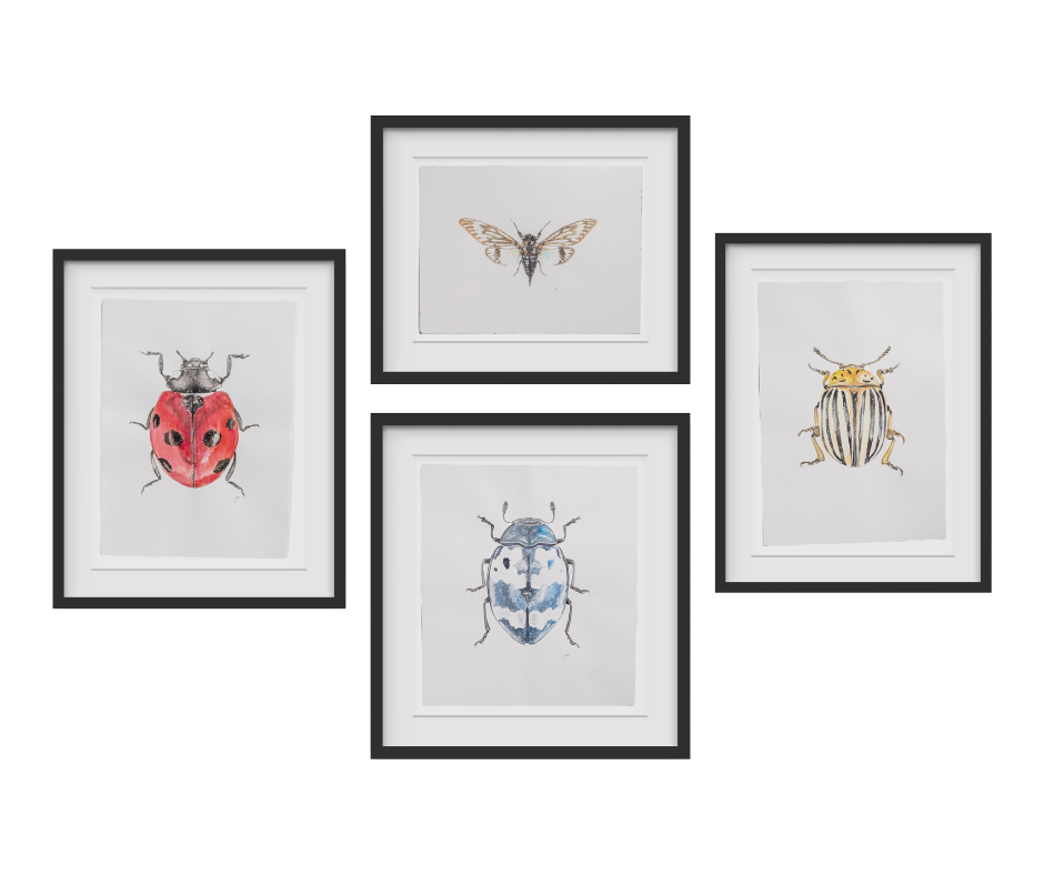 Beautiful watercolor insect collection painted by local Birmingham artist Emily DeBuys