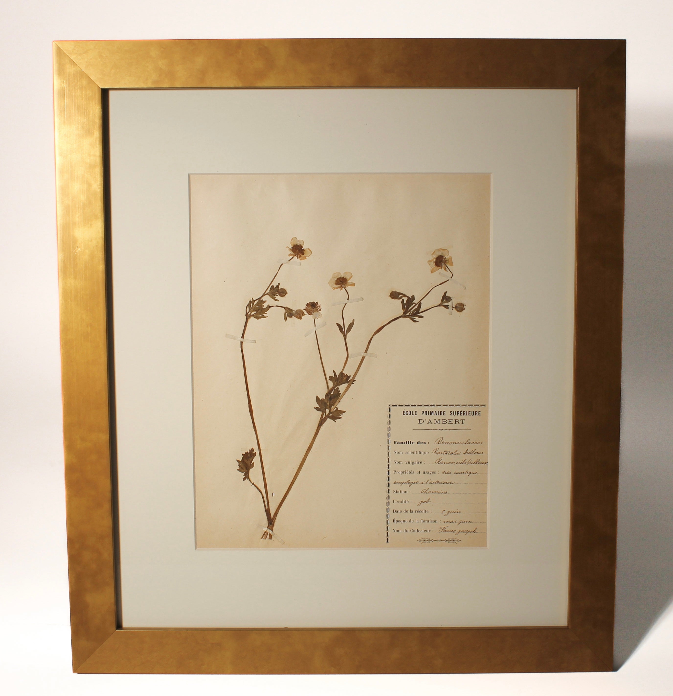Framed art decor of antique pressed botanicals from France