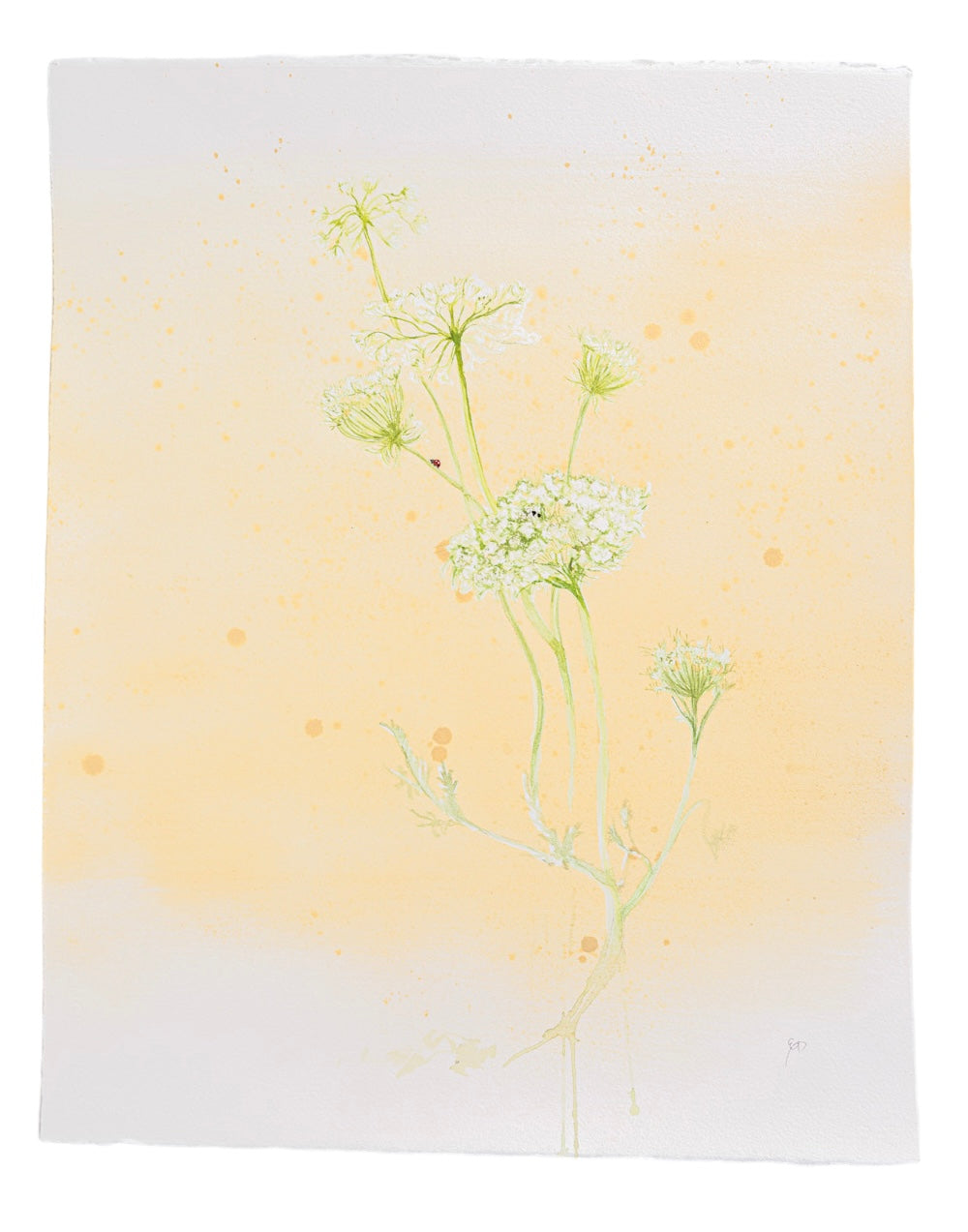 Beautiful watercolor of queen anne's lace painted by Birmingham artist Emily Debuys