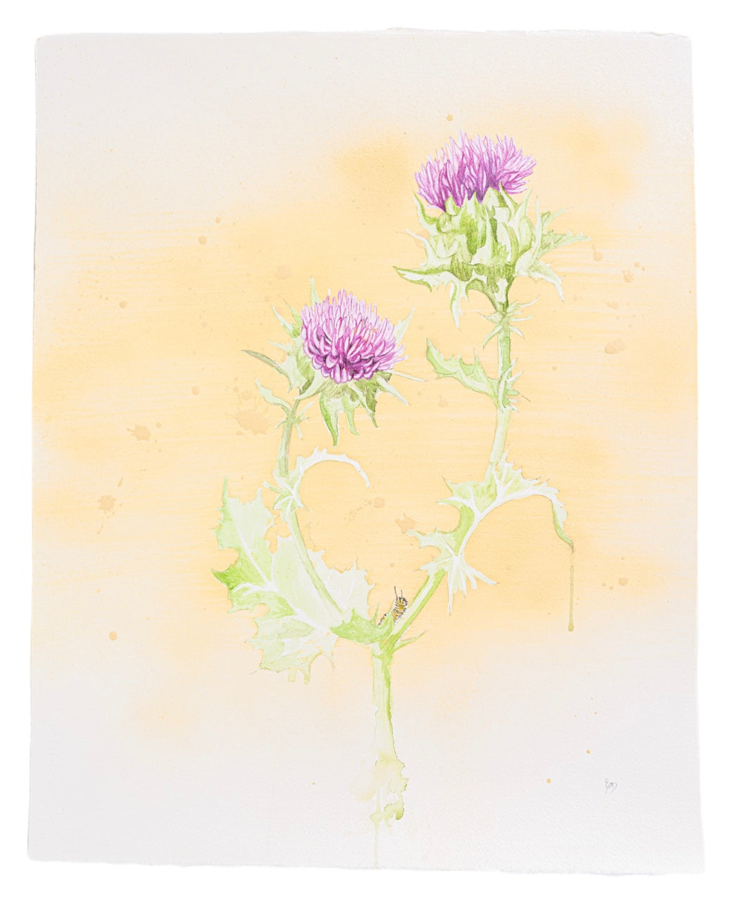 Beautiful watercolor of thistle painted by Birmingham artist Emily DeBuys