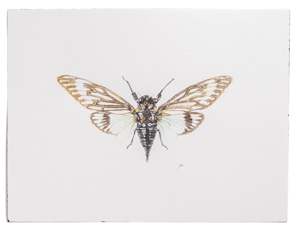 Beautiful watercolor of a cicada painted by local Birmingham artist, Emily DeBuys