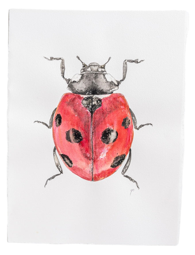 Beautiful watercolor of a ladybird painted by Birmingham artist Emily DeBuys